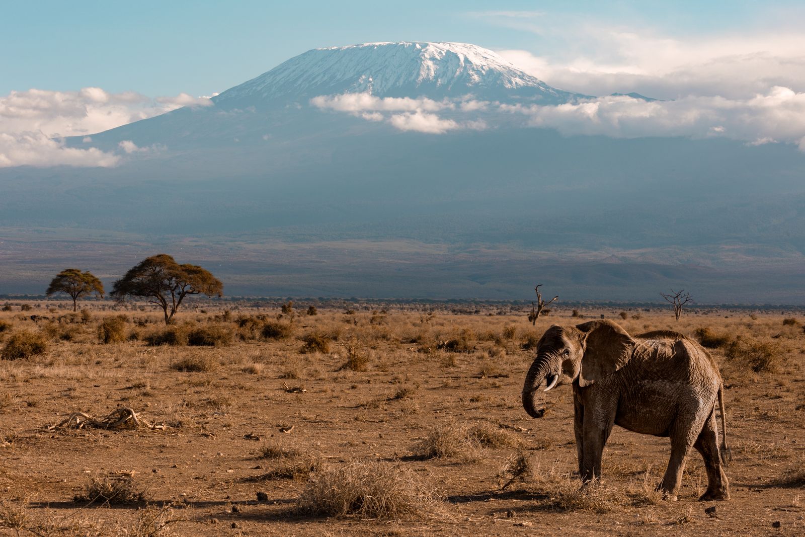 An elephant with Kilimanjaro beyond