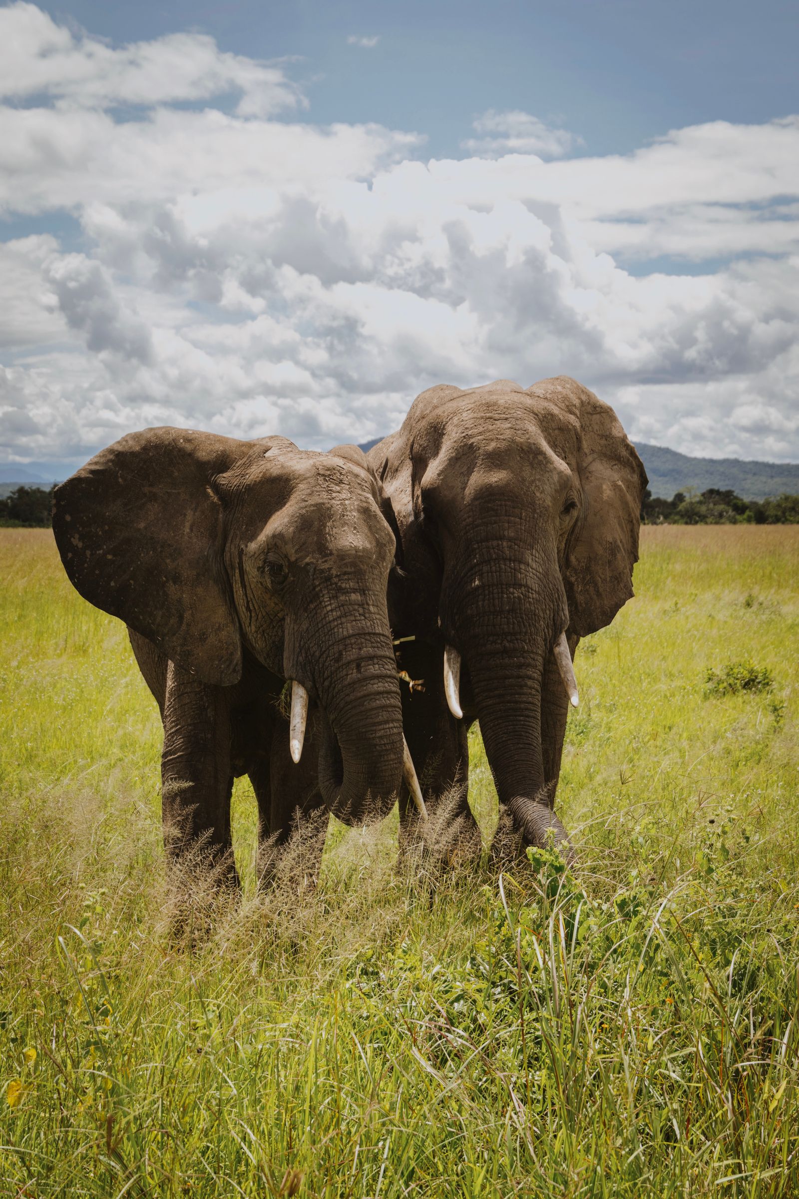An elephant walking through green Mikumi grassland