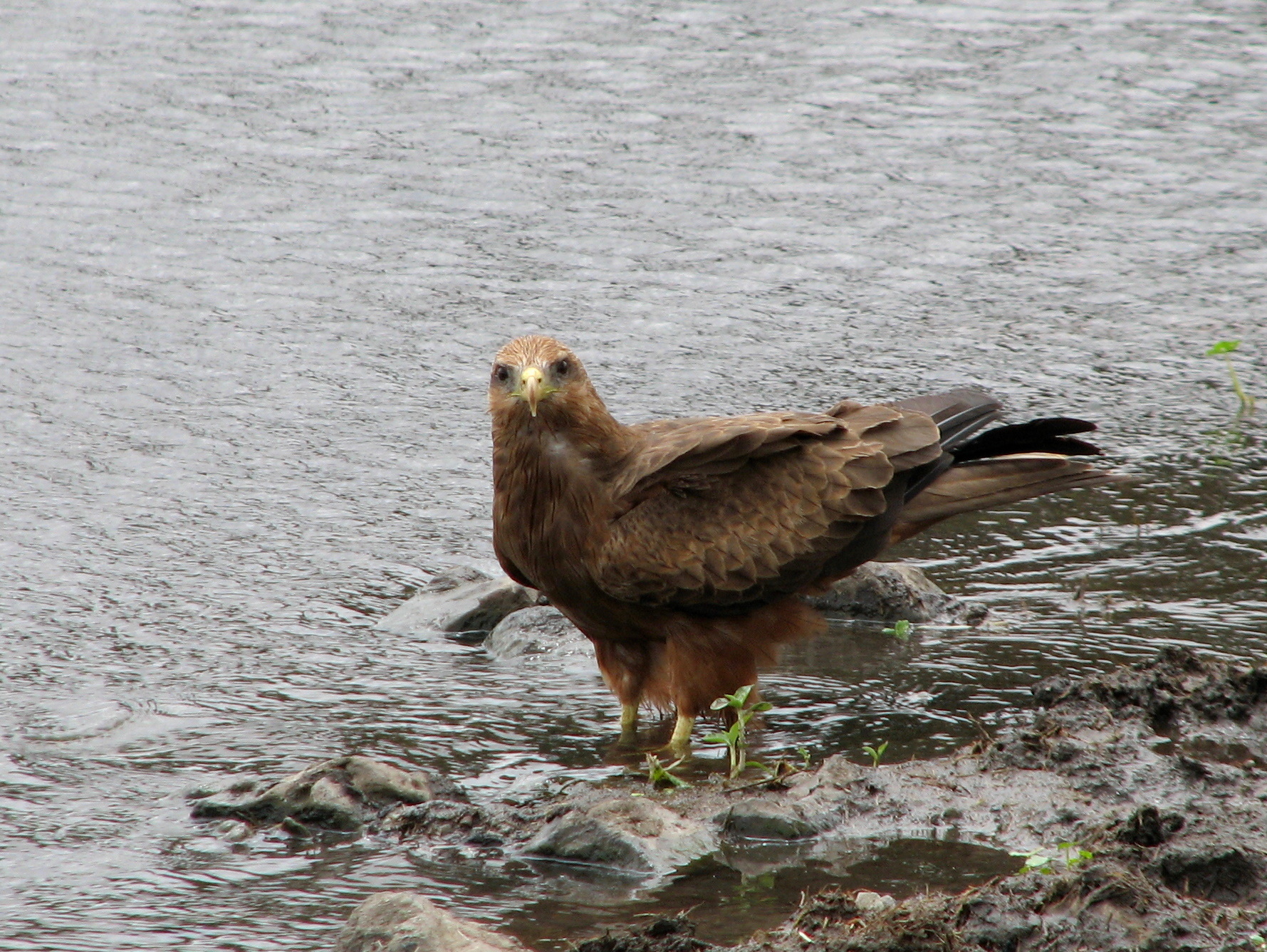 A bird standing at the edge of shallow water