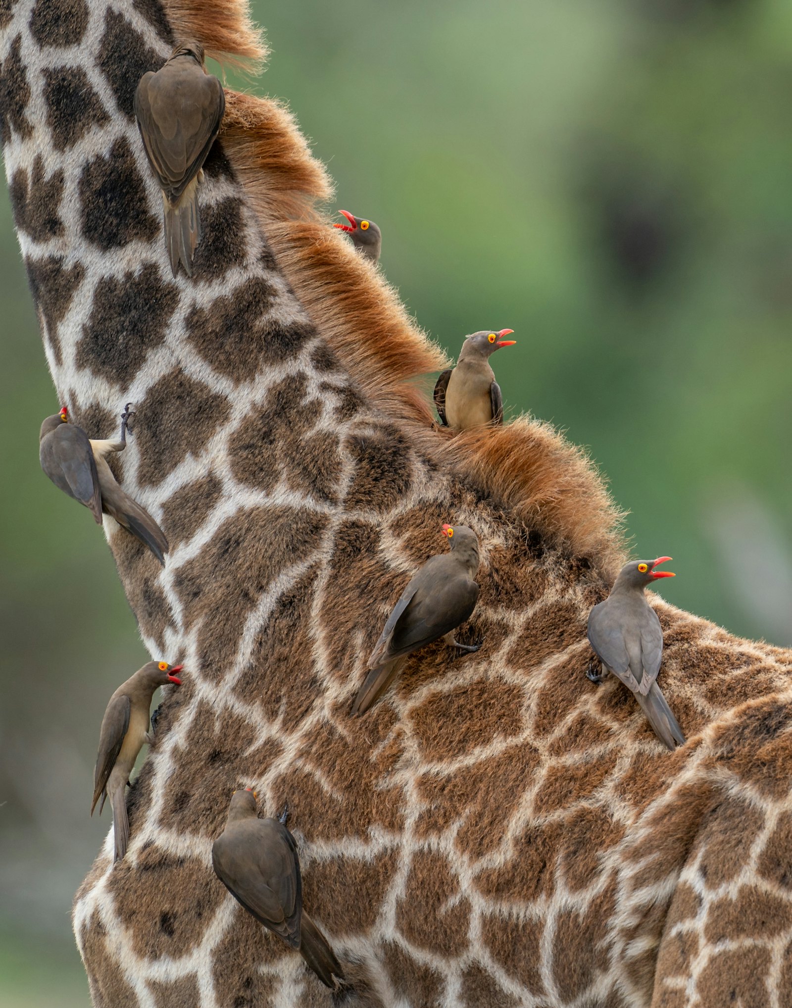 A close view of a giraffe with small birds on its neck
