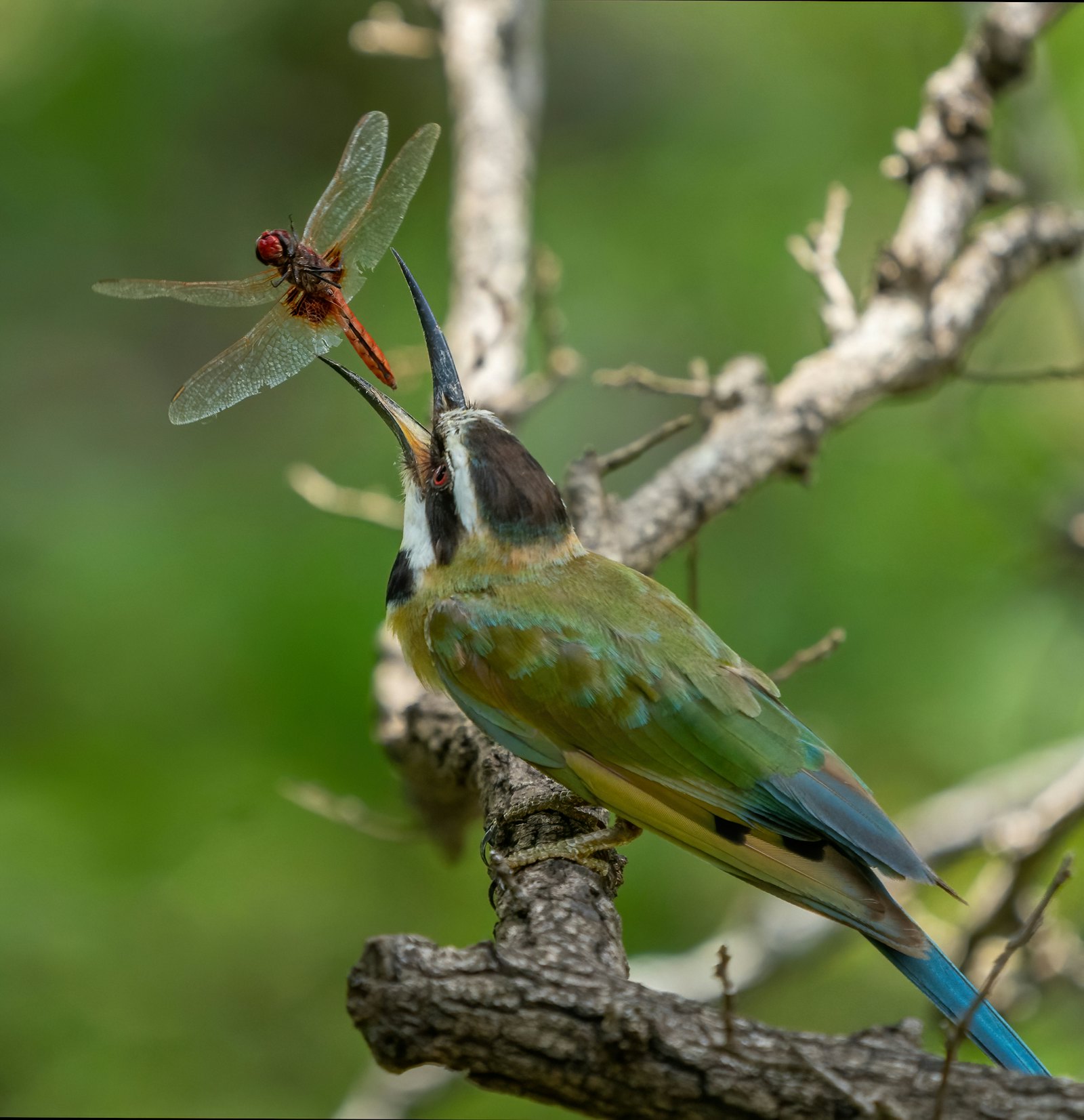 A colourful bird perched on a branch