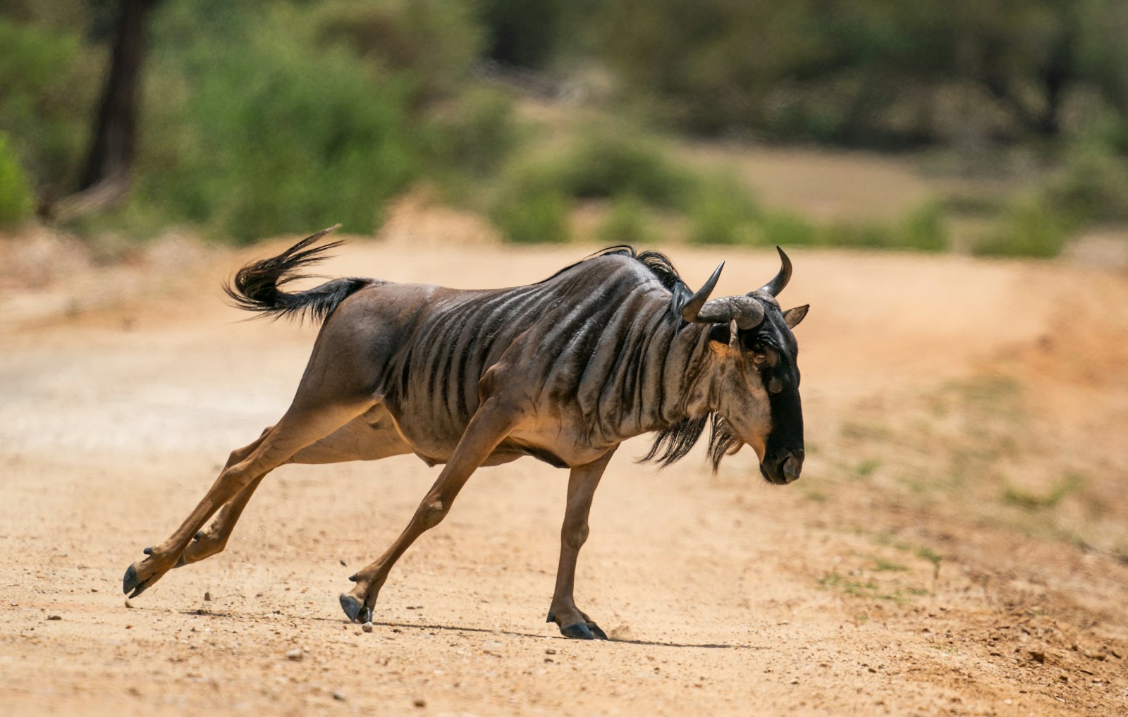 A wildebeest walking across pale ground