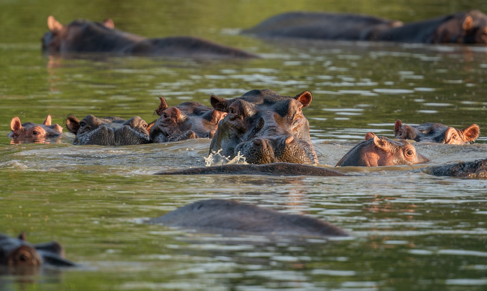 Hippopotamuses resting in a river