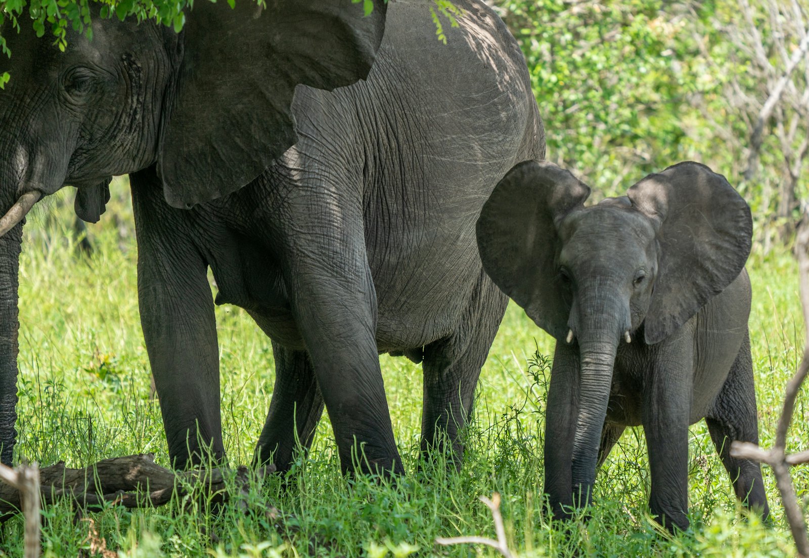 An elephant family standing in lush grass