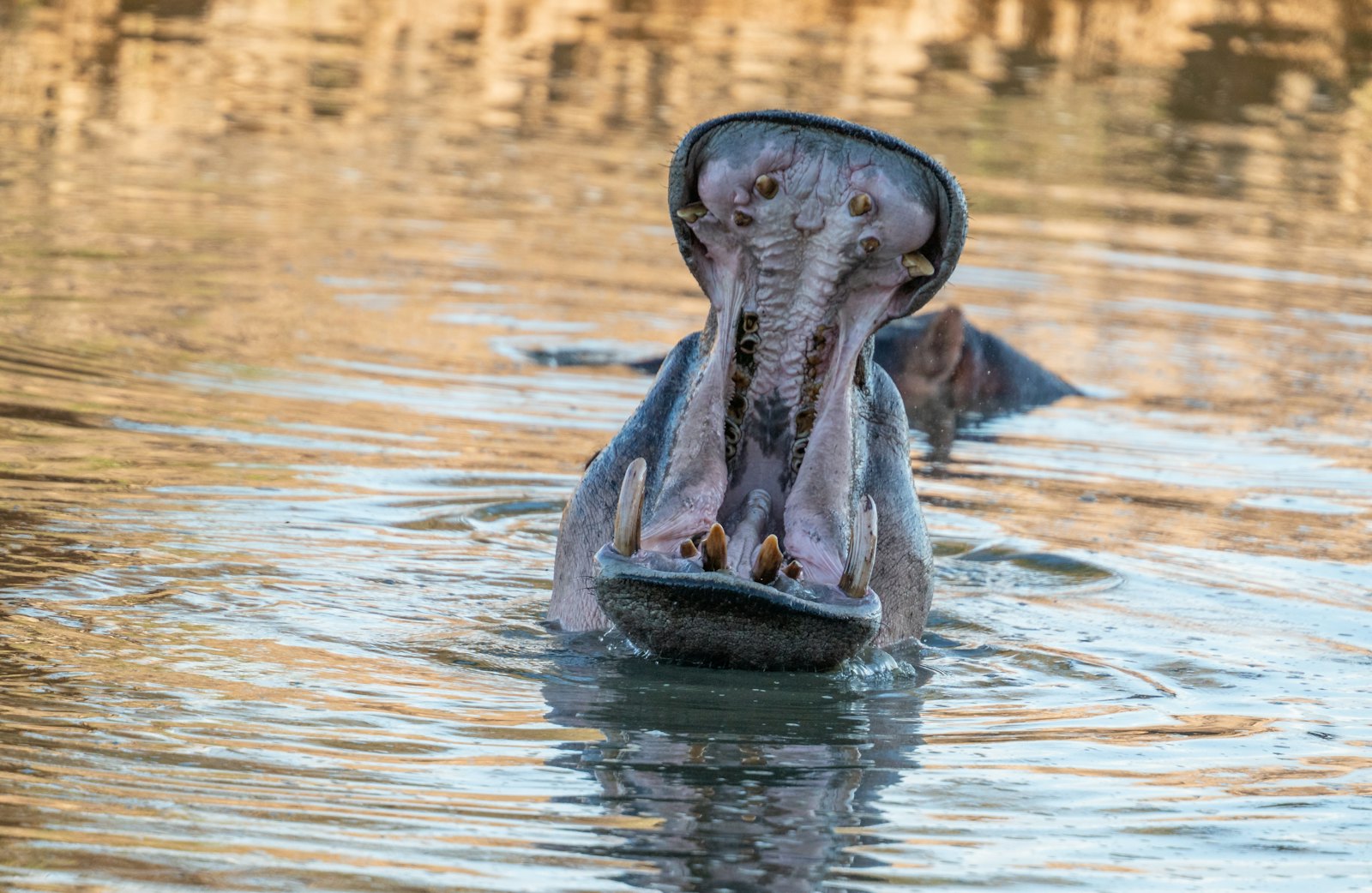 A hippopotamus in calm river water