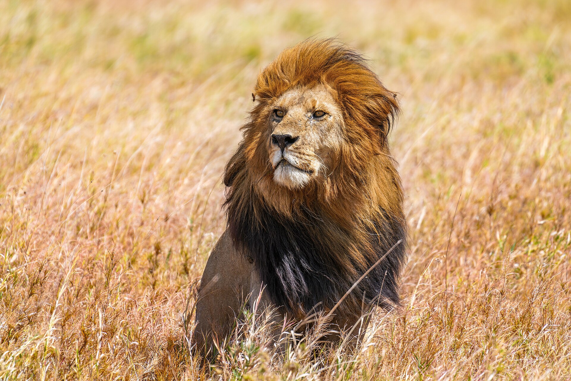 A lion in sunlit Serengeti grass