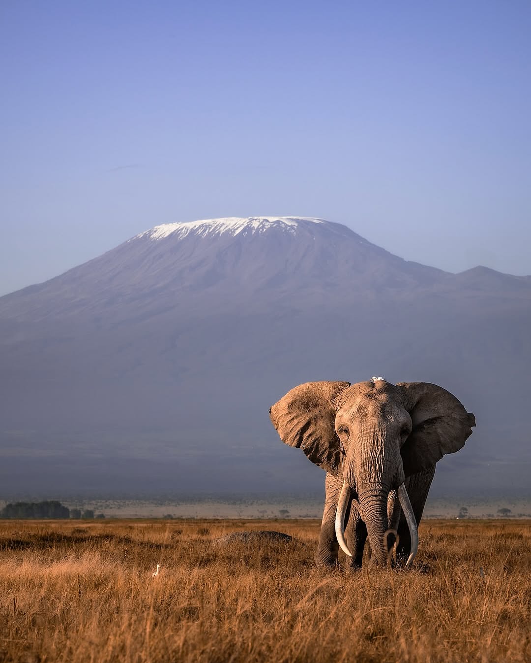 An elephant standing beneath the snow-capped summit of Kilimanjaro