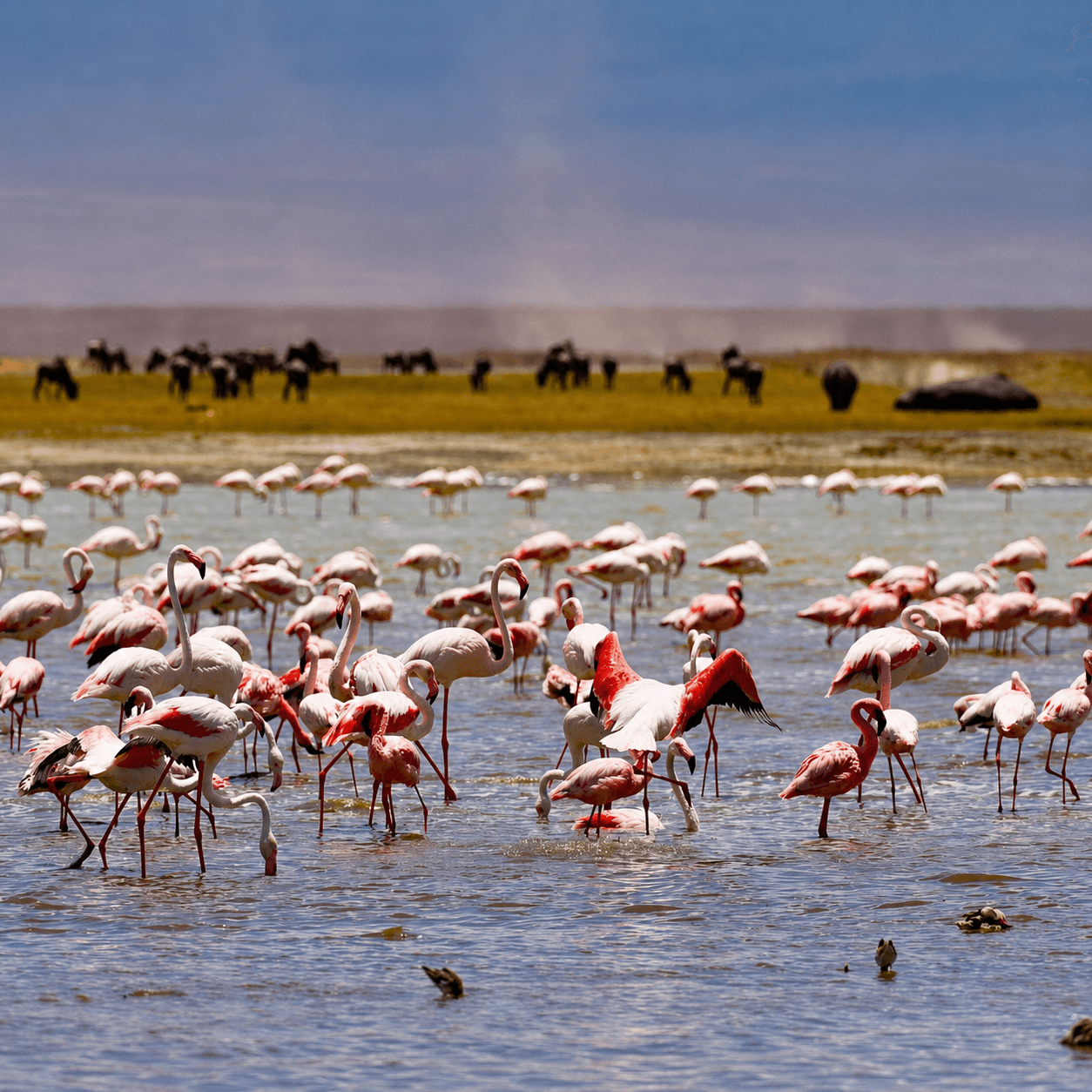 Flamingos wading in Lake Manyara with wildebeest and a hippopotamus beyond