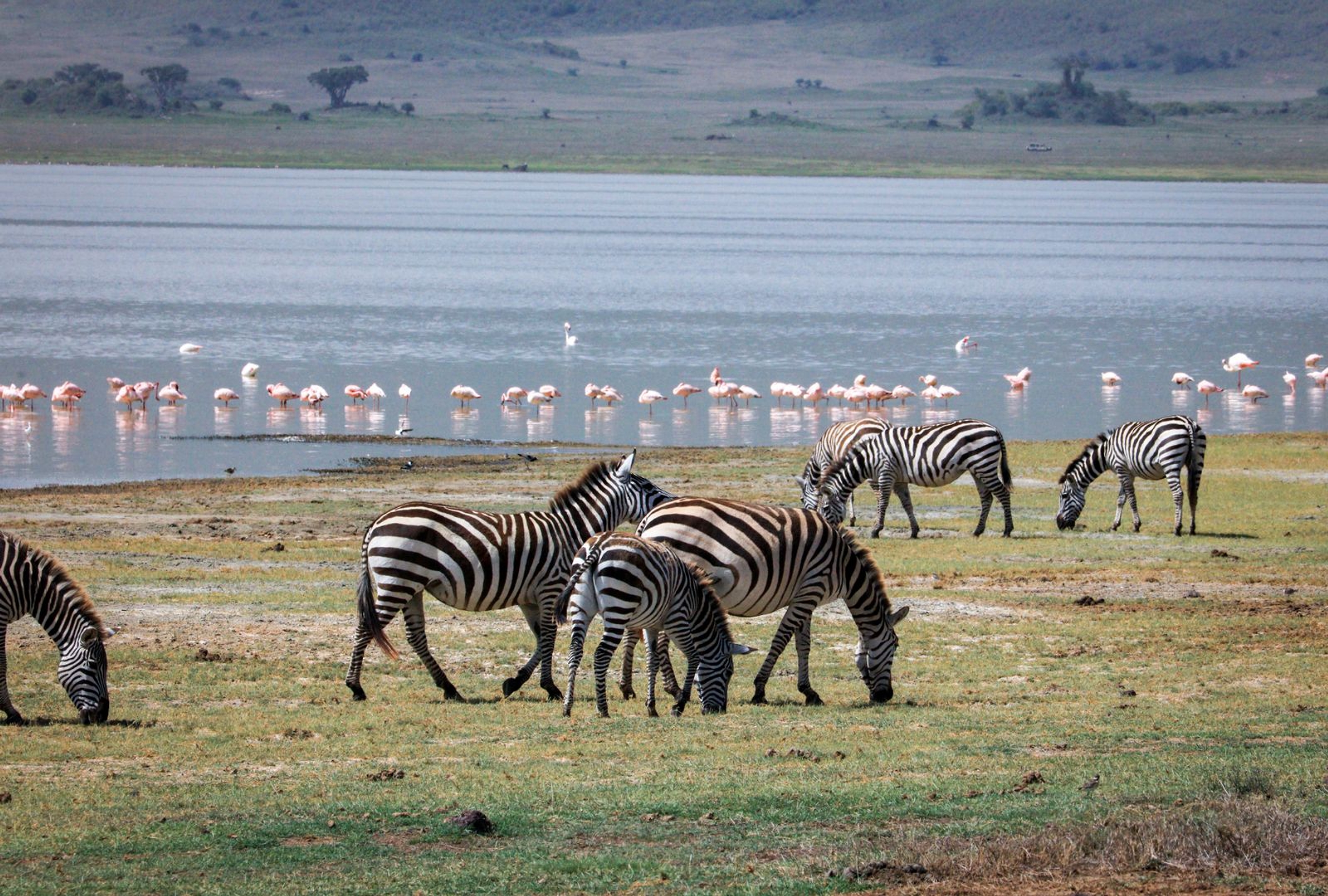 Zebra grazing beside flamingos along the Lake Manyara shoreline