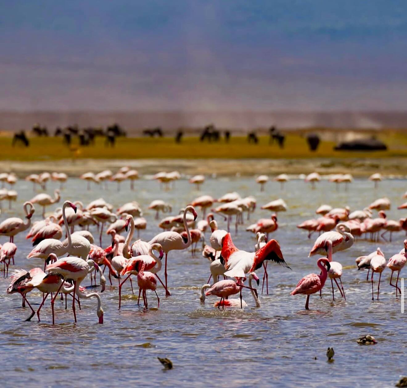 A flock of flamingos wading along the Lake Manyara waterline
