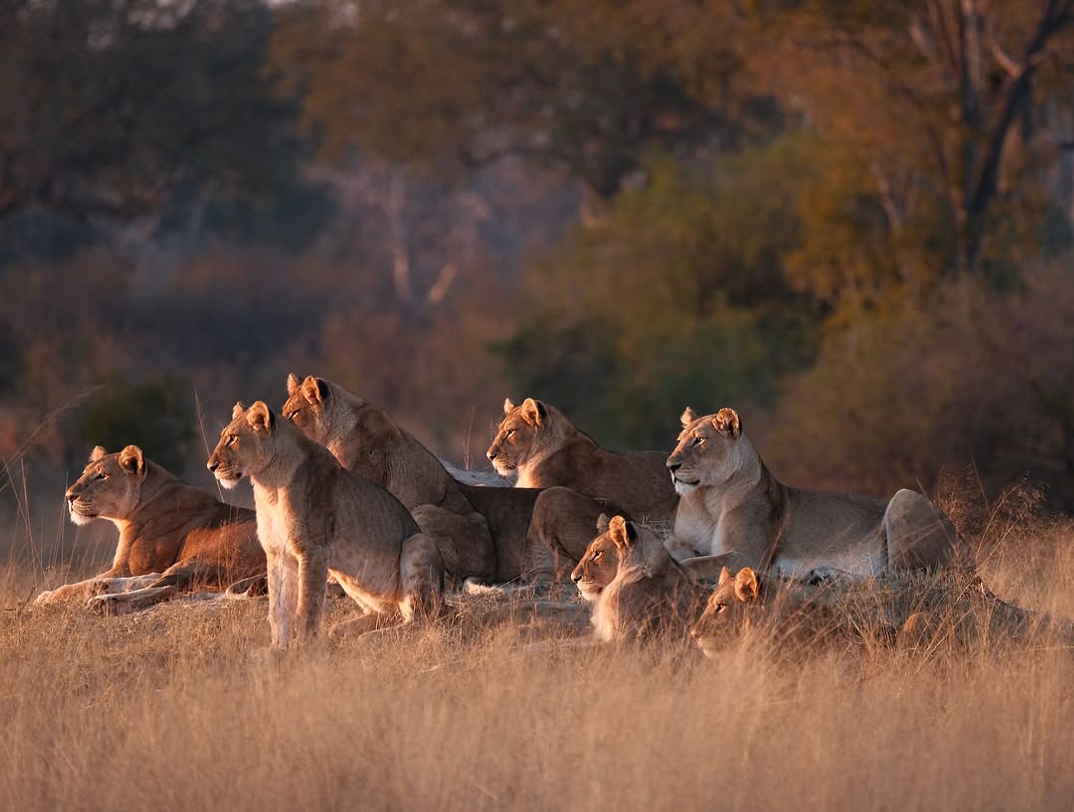 A pride of lionesses resting together in golden Mikumi grass