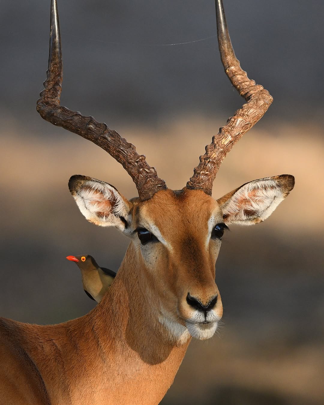 A male impala with a red-billed oxpecker perched at its shoulder