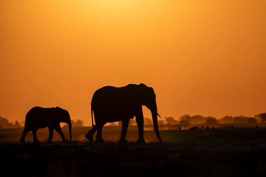 An elephant and calf crossing the Nyerere landscape in deep orange sunset light