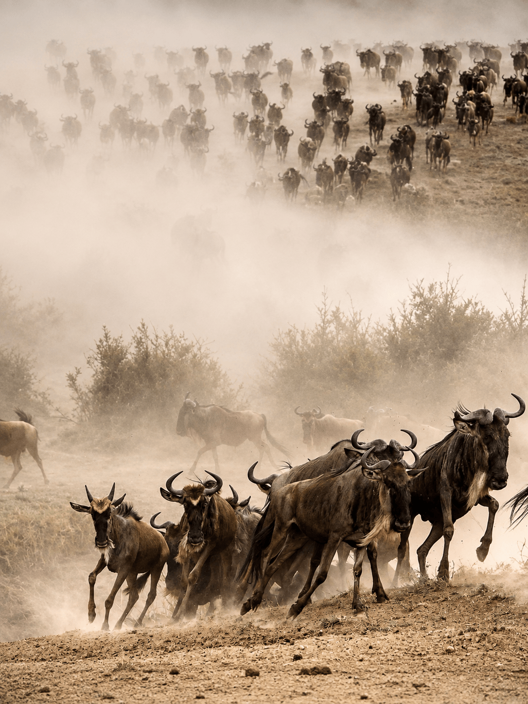 A vast wildebeest migration running through dust across the Serengeti