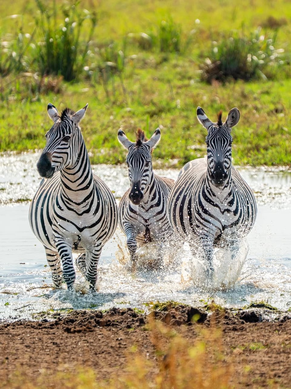 Three zebras splashing through a Tarangire wetland
