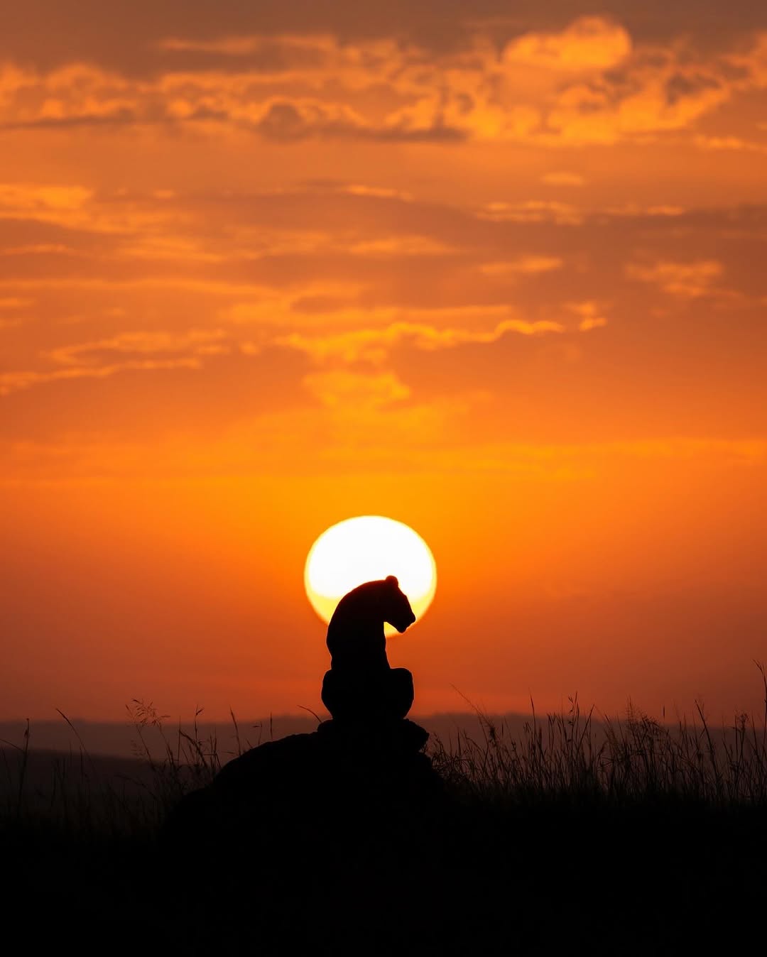 A cheetah silhouetted against a deep orange savanna sunset