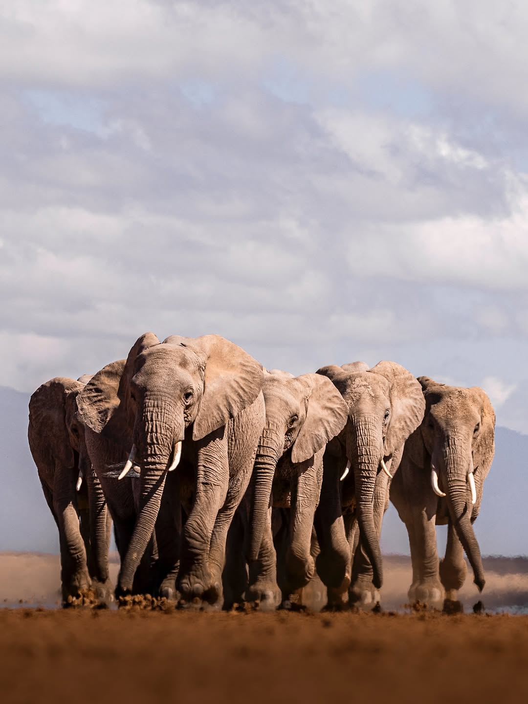 An elephant herd moving together across open ground