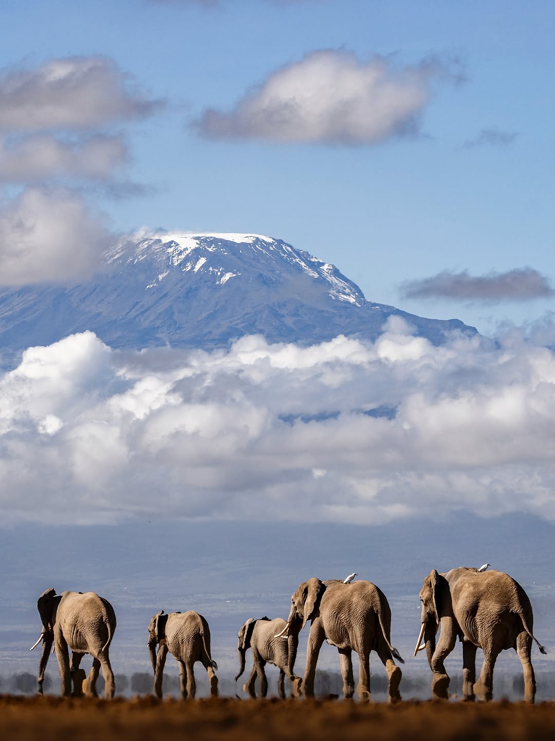Elephants crossing the plain below Kilimanjaro