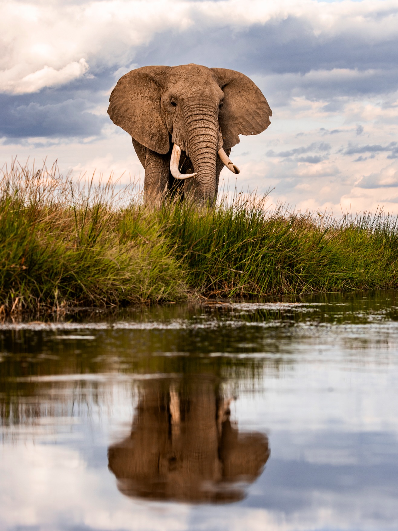 An elephant standing above its reflection in southern Tanzania river country