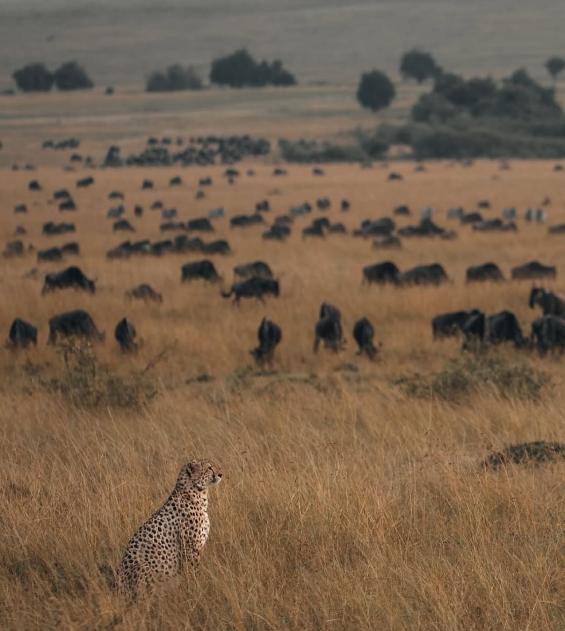 A cheetah watching grazing herds across the Ngorongoro grassland