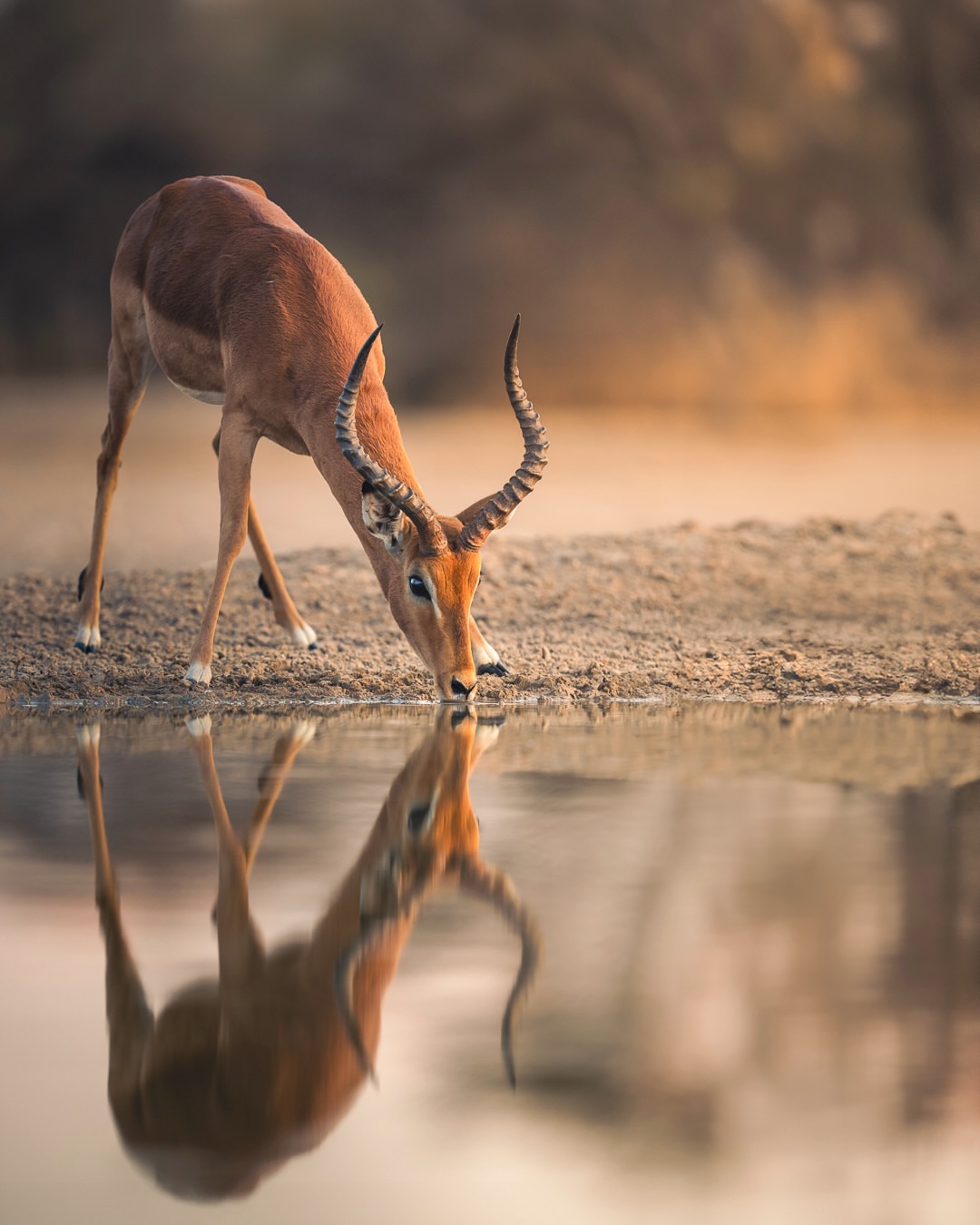 An antelope drinking at the water's edge with its reflection mirrored below