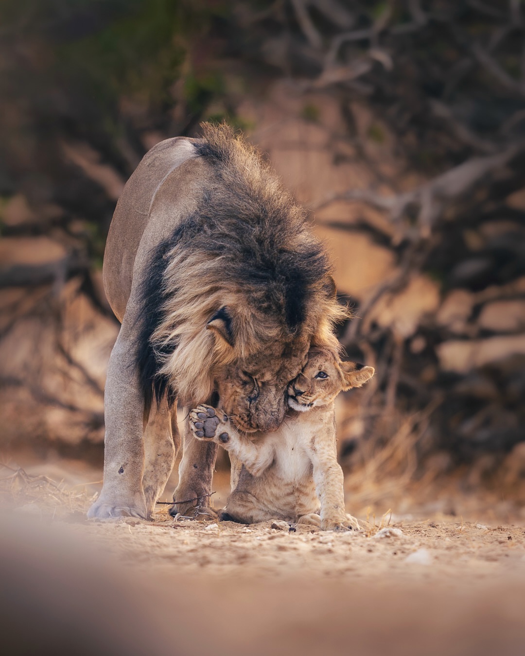 A male lion gently greeting a lion cub in the dry Ruaha landscape