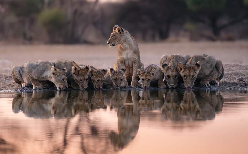 A large lion pride drinking together beside a still savanna waterhole