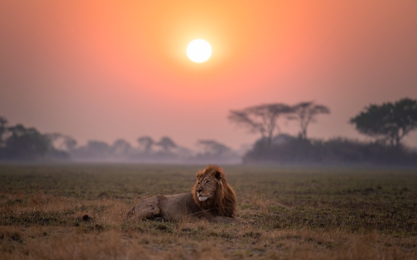 A male lion resting on an open plain beneath the soft light of sunrise