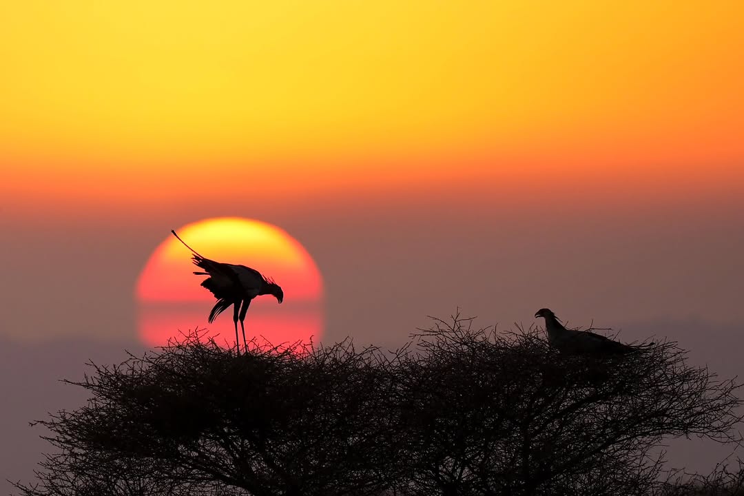 Two secretary birds silhouetted above an acacia canopy at sunset