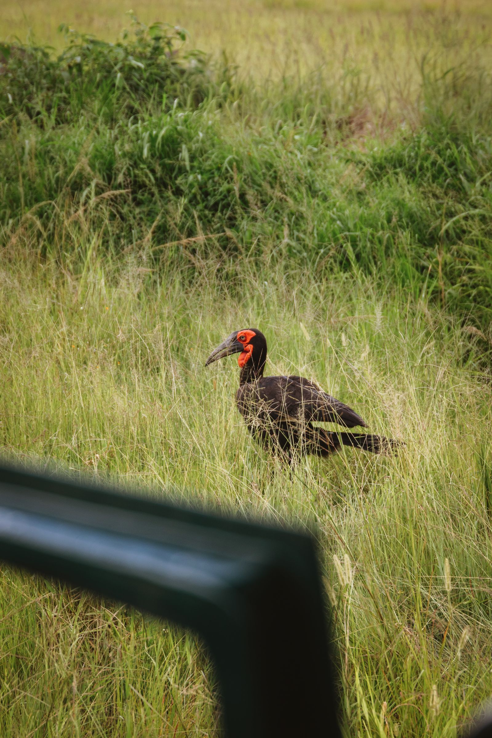 A hornbill in tall grass
