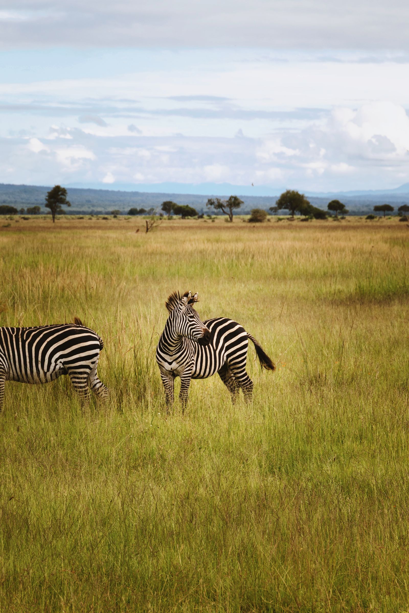 Zebra grazing on the Mkata floodplain