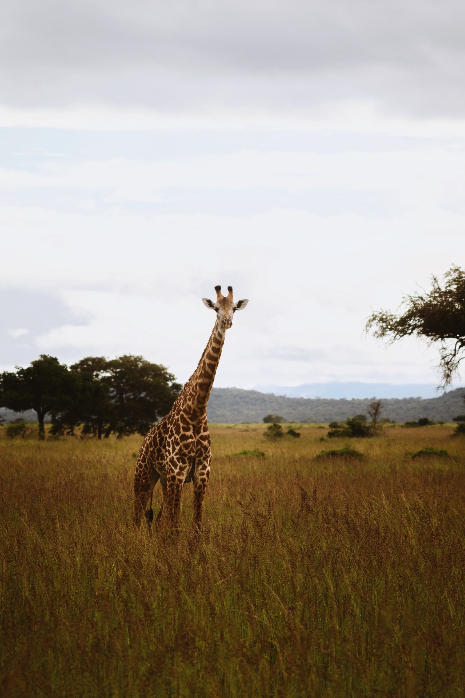 A giraffe on an open savanna