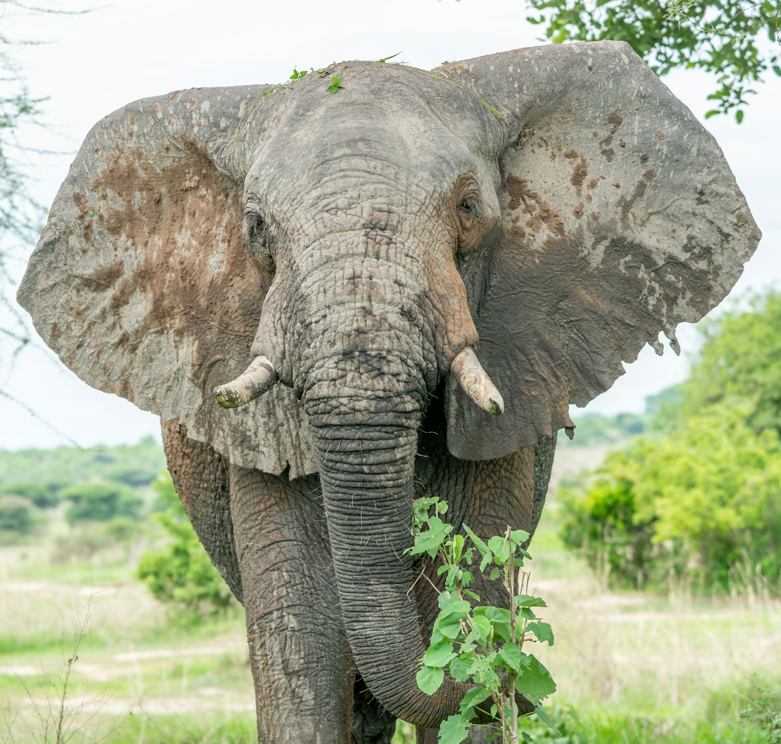 An elephant standing in green woodland