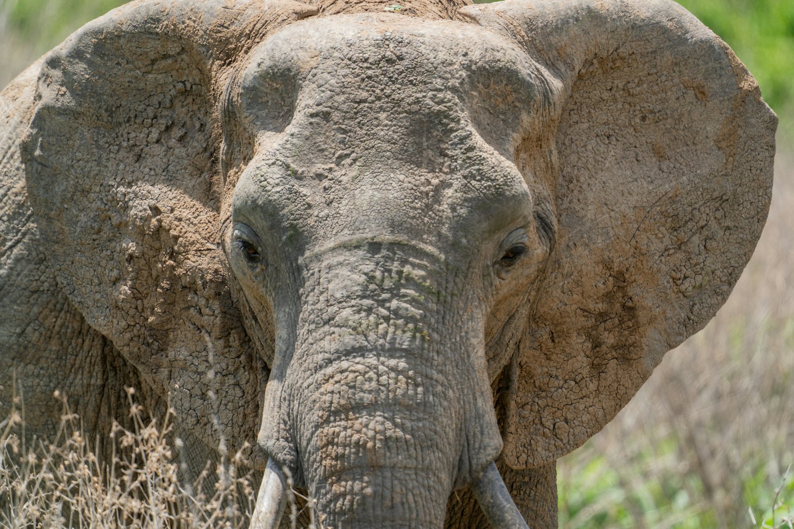 A close portrait of an elephant