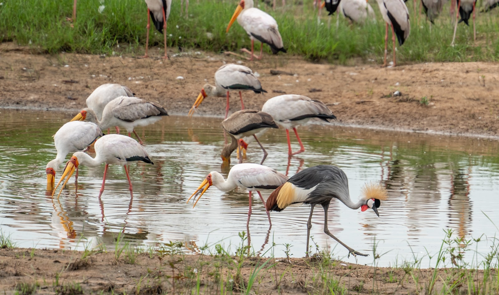 Waterbirds standing at a shallow pool