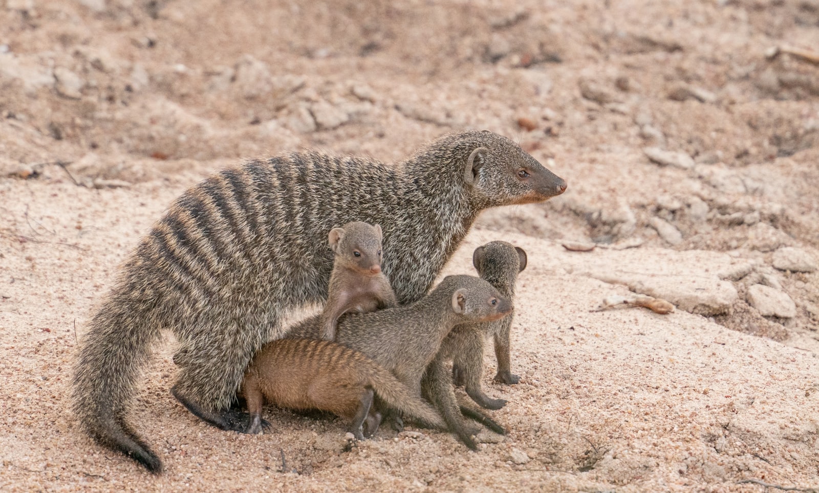 Meerkats gathered on sandy ground