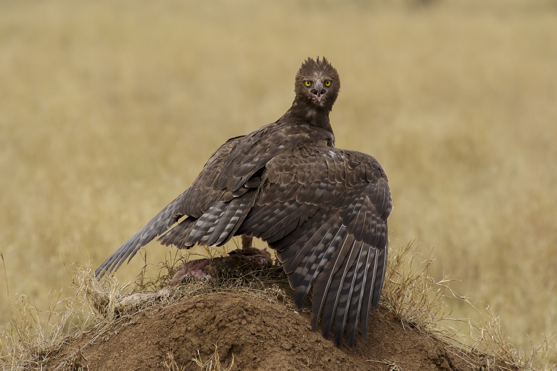 A raptor standing in pale Serengeti grass