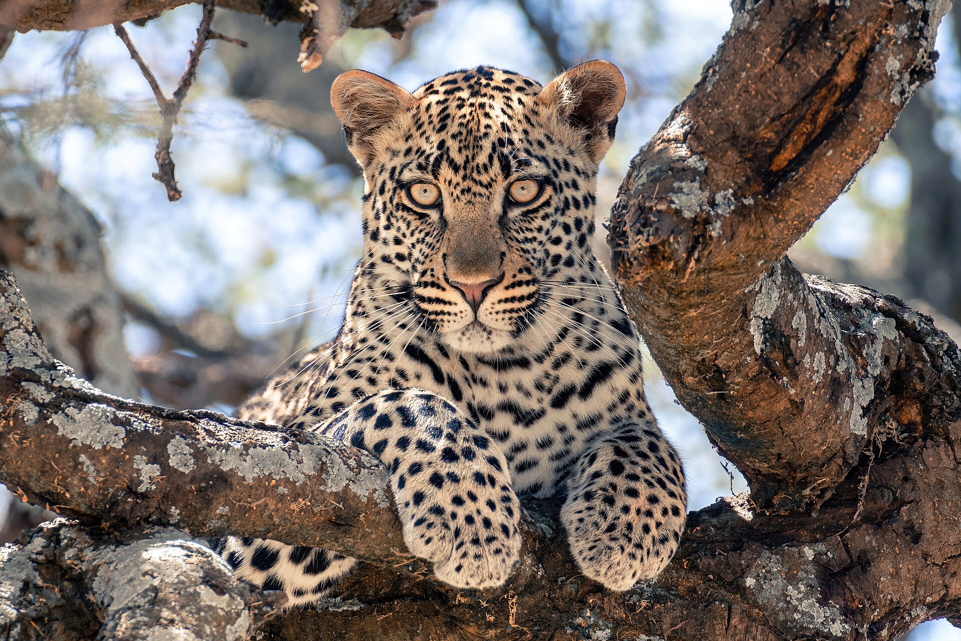 A leopard resting in a tree
