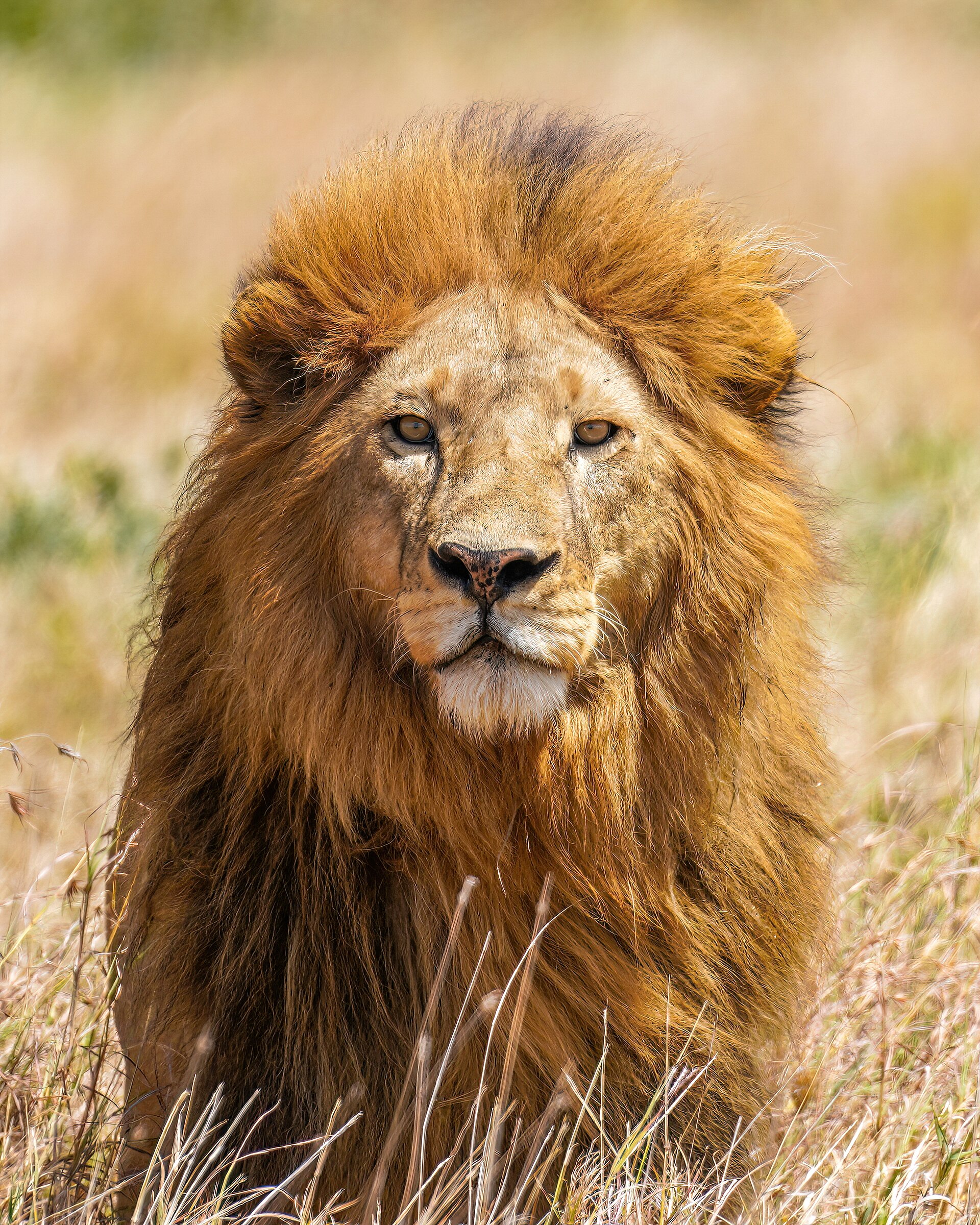 A close portrait of a male lion in grass