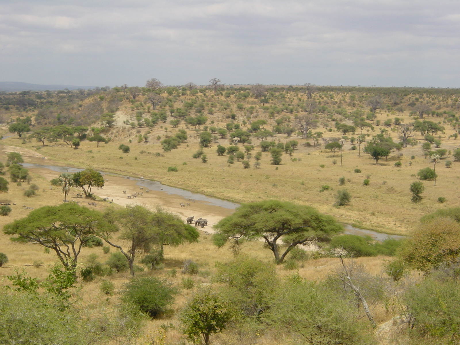 A dry savanna with scattered trees