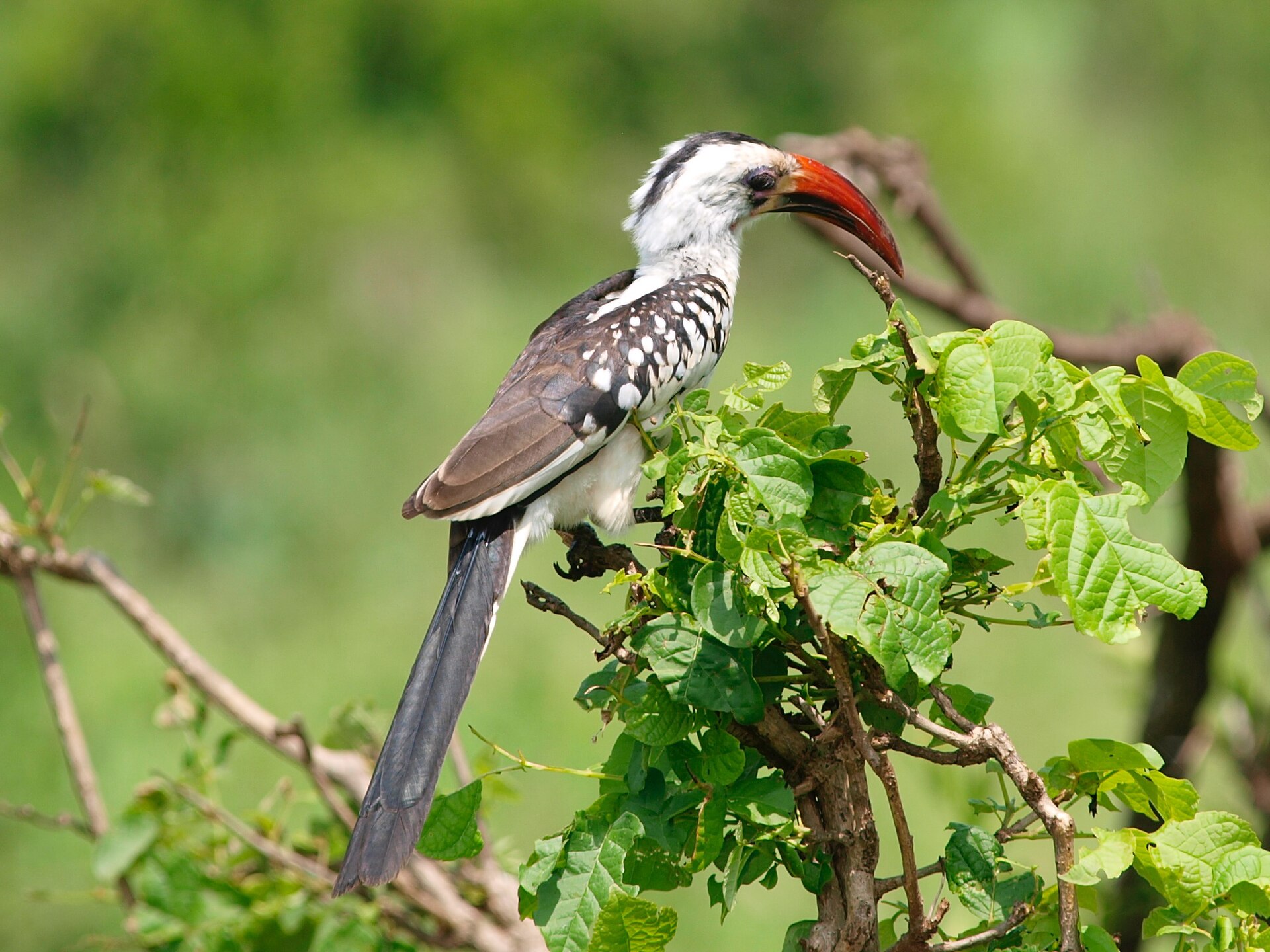 A close view of a savanna animal in grass