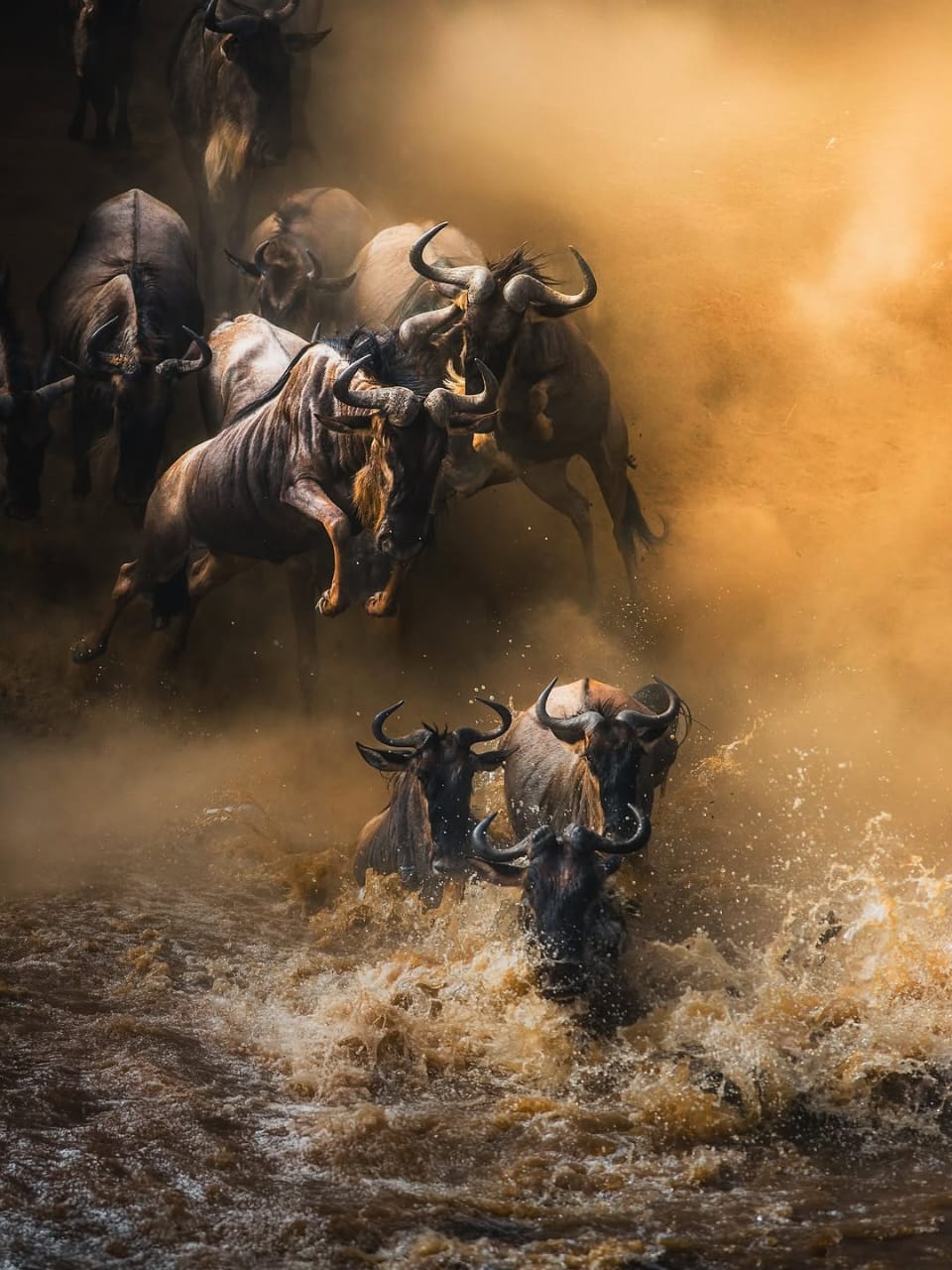 Wildebeest charging through a golden, dusty river crossing