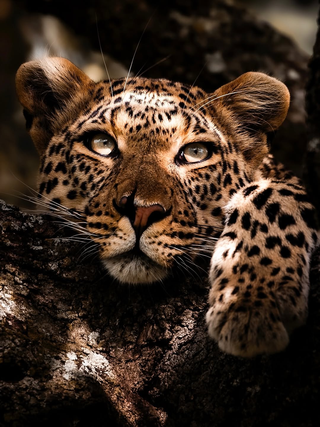 A leopard watching from the branches of a tree
