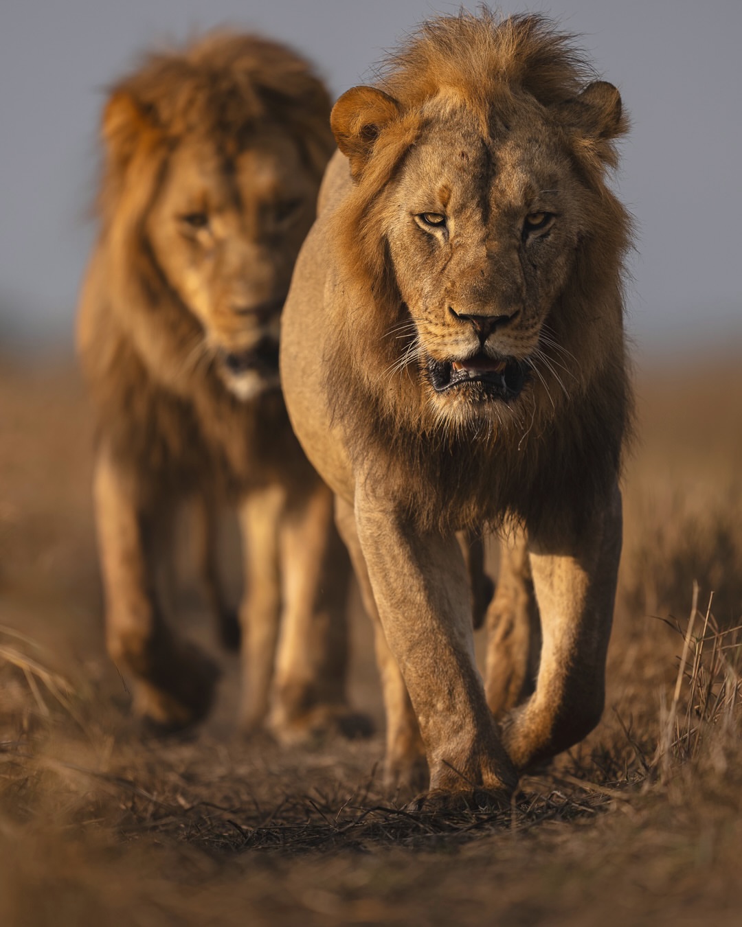 Two male lions walking together through warm Serengeti grass
